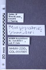 Etikette zu Margogastrius schneideri (Schwarz, 1902) (NHMW-ZOO-COL-0007001)